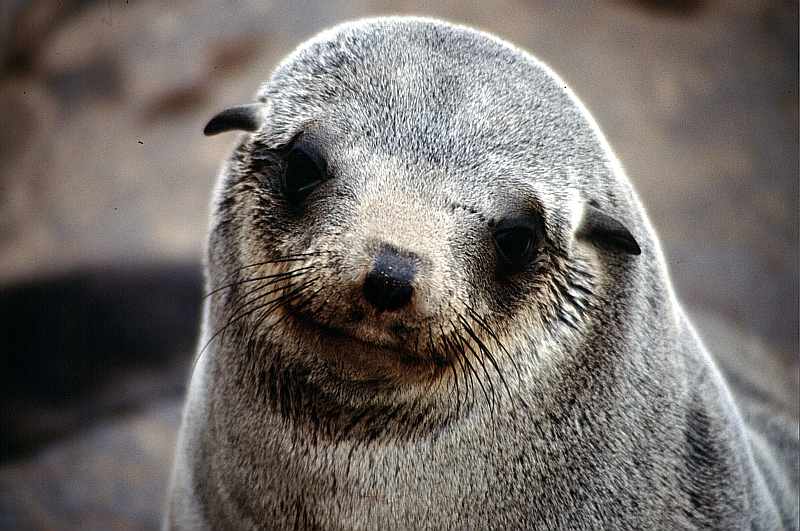 20CapeCrossSeal