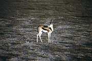 09Etosha