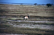 11Etosha