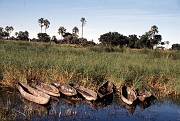 35Okavango